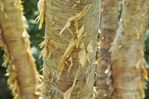 The betula ermanii tree is great to plant in your winter garden