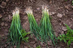 harvested spring onions