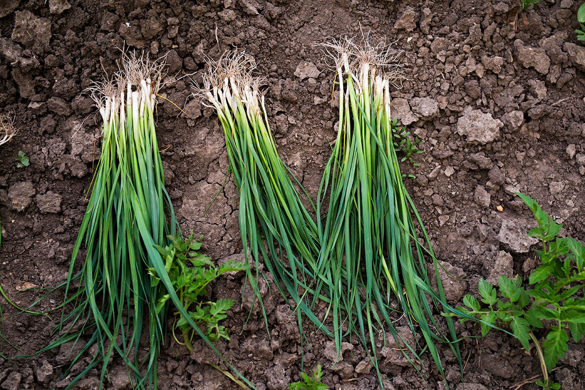 How to Grow Spring Onions from Seed STIHL Blog
