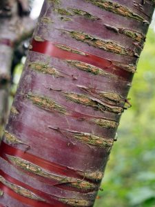 A prunus serrula tree is great for planting in your winter garden