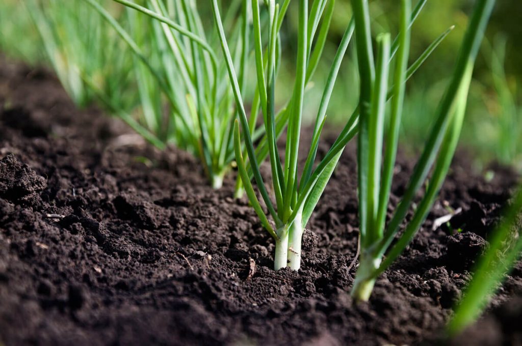 How to Grow Spring Onions from Seed STIHL Blog