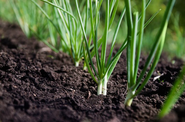 How to Grow Spring Onions from Seed STIHL Blog