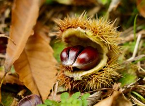 sweet chestnut in a shell