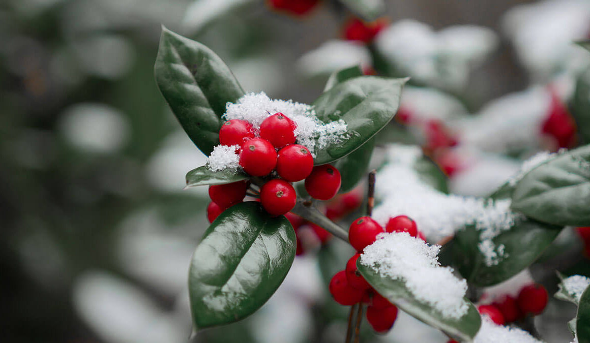 Holly and holly berries covered in snow
