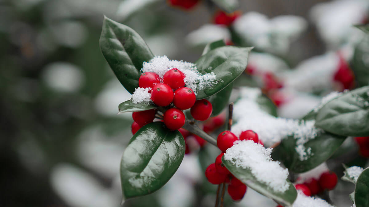 What Does the Christmas Holly Plant Represent?