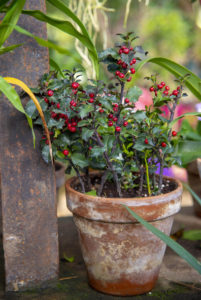 holly growing in a plant pot