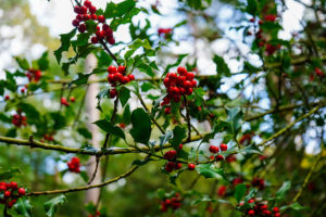 holly bushes growing in woodlands