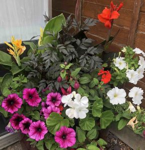 grow a variety of bedding plants in your garden