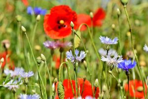 Wildflowers are a great plant if you're looking to garden for less