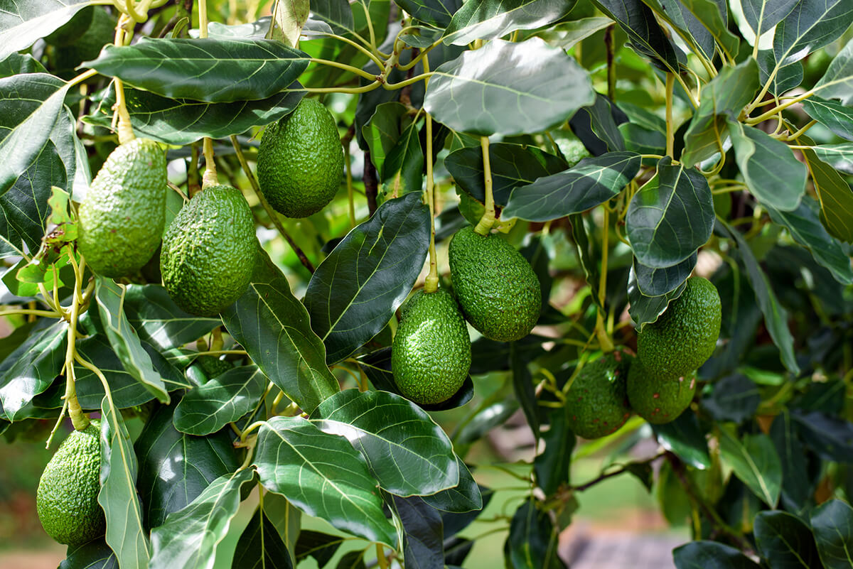 Avocado Slicer - Avocado Tree Seeds