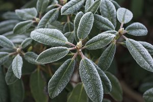 frost covered shrubs