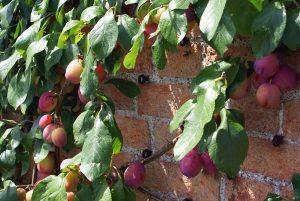 plum tree growing against a wall