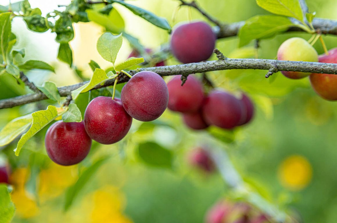 How to Grow and Care for Plum Trees