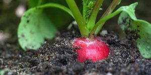growing radishes from seed