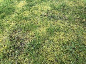 moss in a lawn